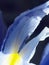 Detail blue iris petal