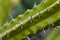 Detail of the Blue Myrtle Cactus