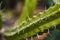 Detail of the Blue Myrtle Cactus