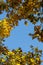 Detail, blue, peaceful, up, colors, beauty, october, gold, seasonal, texture, september, november, trees, below, nobody, autumnal,