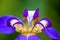 Detail of blue purple Walking Iris Neomarica caerulea flower macro  on green bokeh background out of focus.