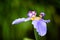 Detail of blue purple Walking Iris Neomarica caerulea flower macro isolated on green bokeh background out of focus.