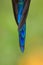 Detail of blue tail,tropical forest, Colombia, beautiful hummingbird sitting on branch in garden,wildlife scene