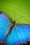 Detail of blue tropical butterfly