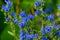 Detail of bluebell flower forest - photo with low depth of field