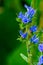 Detail of bluebell flower forest - photo with low depth of field