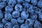 Detail of Blueberries. Macro trucking shot. Top view. Bog bilberry, bog blueberry, northern bilberry or western blueberry