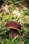 Detail on Boletus aereus which is located in the grassy area of the Jizera Mountains in the Czech lands. Bronze hurts a rare type