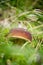 Detail on Boletus aereus which is located in the grassy area of the Jizera Mountains in the Czech lands. Bronze hurts a rare type