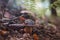 Detail of Boletus edulis in spruce needles. Autumn time in the months of September and October, which are ideal for fungal growth