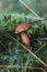 Detail of Boletus edulis in spruce needles. Autumn time in the months of September and October, which are ideal for fungal growth