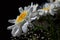 Detail of bouquet from white flowers of ox-eye daisies Leucanthemum Vulgare and small auxiliary flowers on black background