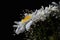 Detail of bouquet from white flowers of ox-eye daisies Leucanthemum Vulgare and small auxiliary flowers on black background