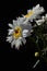 Detail of bouquet from white flowers of ox-eye daisies Leucanthemum Vulgare and small auxiliary flowers on black background