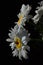 Detail of bouquet from white flowers of ox-eye daisies Leucanthemum Vulgare and small auxiliary flowers on black background