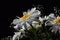 Detail of bouquet from white flowers of ox-eye daisies Leucanthemum Vulgare and small auxiliary flowers on black background