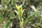 Detail of box tree caterpillar eating the plant