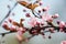 Detail of a branch of almond blossom