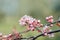 Detail of a branch of almond blossom