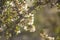 Detail of a branch of almond tree in full bloom with white and pink flowers and green leaves