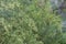 Detail of the branch of artemisia annua in bloom. Medicinal plant