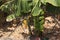 Detail of the branch of a banana tree where its fruits are developed