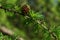 Detail of branch of coniferous European larch tree, latin name Larix Decidua, with needle fascicles and single small cone