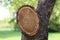 Detail of a branch cut off on a tree trunk with resin. Rosin comes out from wood as cut point. Seasonal rejuvenating and