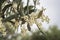 Detail of a branch of olive tree in flowering during spring