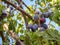 Detail of a branch of plum tree