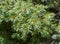 Detail of branches and leaves of Common Juniper, Juniperus communis subsp. alpina