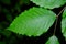 Detail of a bright green American beech leaf.