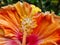 Detail of Bright Orange Hibiscus Flower With Stamen and Pistil