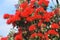 Detail of bright red pohutukawa flowers