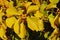 Detail of bright yellow autumn leaves and berries of trumpet creeper plant Campsis Radicans