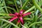 Detail of bromelia