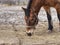 Detail of brown horse head in farm paddock