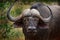 Detail of bull head in savannah, Kruger National Park, South Africa. Wildlife scene from African nature. Brown fur of big