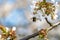 Detail of bumblebee on globular bunch of florets of cherry tree. Flower ball with white petals. Branch of fruit tree in bloom in