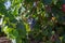 Detail of a bunch of grapes still green, on agricultural fields with vineyards