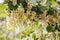 Detail of a bunch of white currant on a branch with leaves