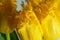 Detail of a bunch of yellow parrot tulips