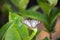 Detail of butterfly in green leaves