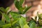 Detail of butterfly in green leaves