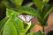 Detail of butterfly on green leaves