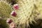 Detail on cactus fruits, red prickly pears on their plant with delicious but dangerous spines