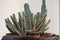 Detail of cactus needles as danger icon