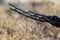 A detail of a cactus skeleton lying on the ground in the Sonoran Desert