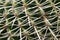 Detail of cactus thorns