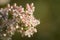 Detail of California Buckwheat